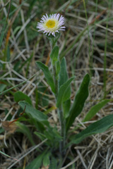 Erigeron alpinus