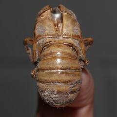 Cicadidae