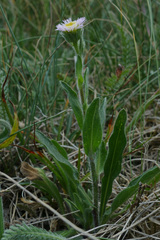 Erigeron alpinus