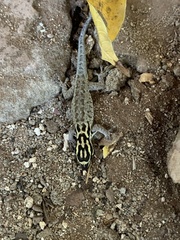 Lygodactylus mombasicus