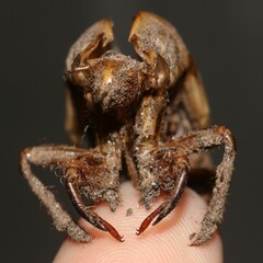 Cicadidae