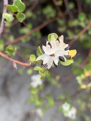 Muehlenbeckia