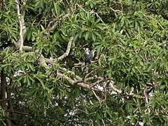 Phaenicophaeus tristis