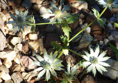 Eryngium lemmonii