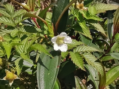 Rubus rosifolius