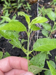 Hypoestes floribunda