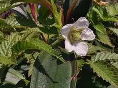 Rubus rosifolius