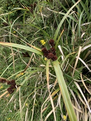 Cyperus ustulatus