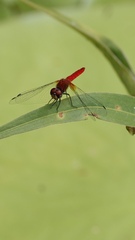 Aethriamanta nymphaeae