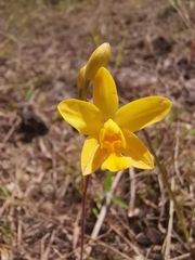 Spathoglottis pubescens