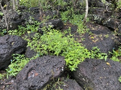 Hypoestes floribunda