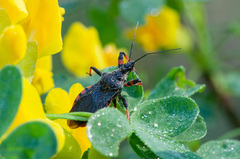 Rhynocoris annulatus