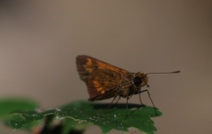 Oriens goloides