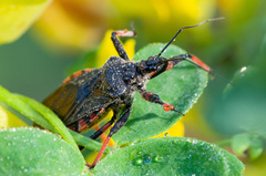 Rhynocoris annulatus
