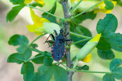 Rhynocoris annulatus