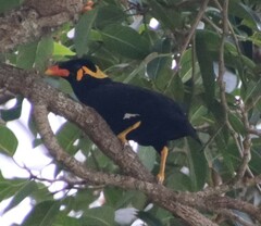 Gracula religiosa