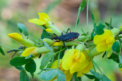 Rhynocoris annulatus
