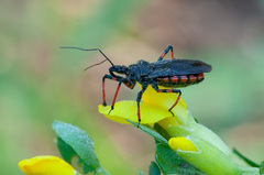 Rhynocoris annulatus