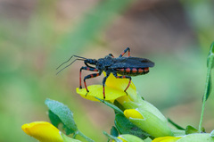 Rhynocoris annulatus