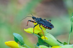 Rhynocoris annulatus