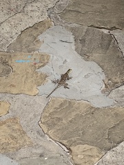 Agama lionotus