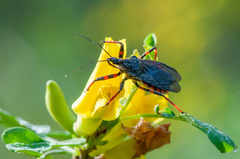 Rhynocoris annulatus