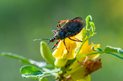 Rhynocoris annulatus