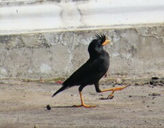 Acridotheres grandis