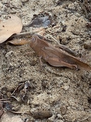 Humbe tenuicornis