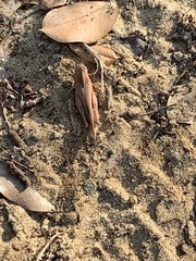 Humbe tenuicornis