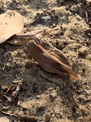 Humbe tenuicornis