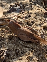 Humbe tenuicornis