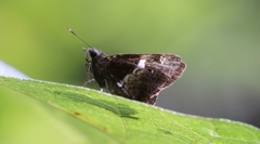 Hyarotis adrastus