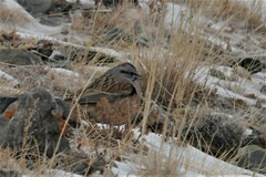 Emberiza godlewskii