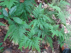 Selaginella firmuloides