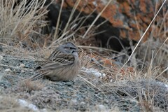Emberiza godlewskii