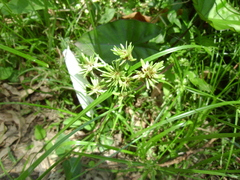 Cyperus eragrostis