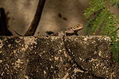 Agama agama