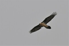 Gypaetus barbatus barbatus