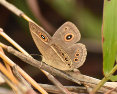 Brakefieldia perspicua