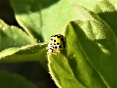 Psyllobora variegata