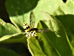 Psyllobora variegata