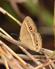 Brakefieldia perspicua