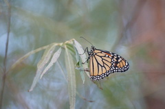 Danaus plexippus