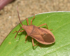 Ptyctus punctatus