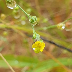 Linum trigynum
