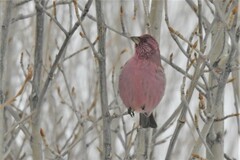Carpodacus rhodochlamys