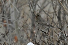 Carpodacus rubicilla