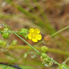 Linum trigynum