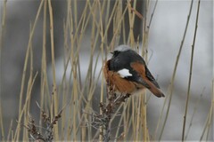 Phoenicurus erythrogastrus